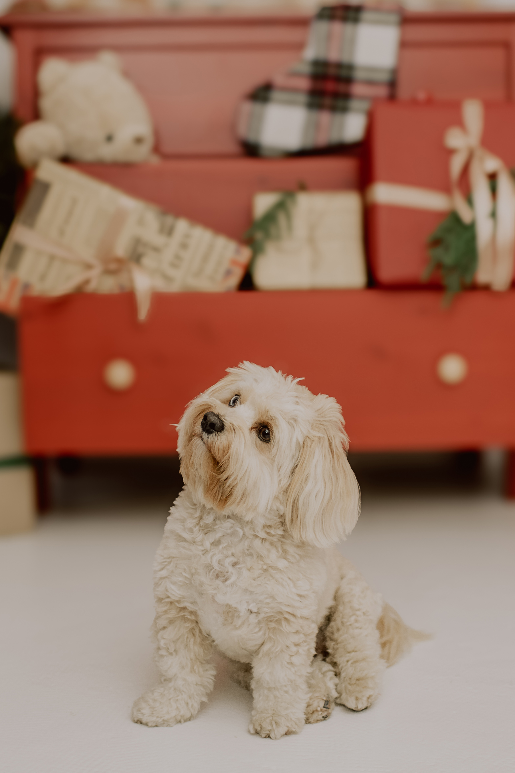weihnachtsshooting-hund-kommode-geschenke-studio-kaiserslautern.jpg