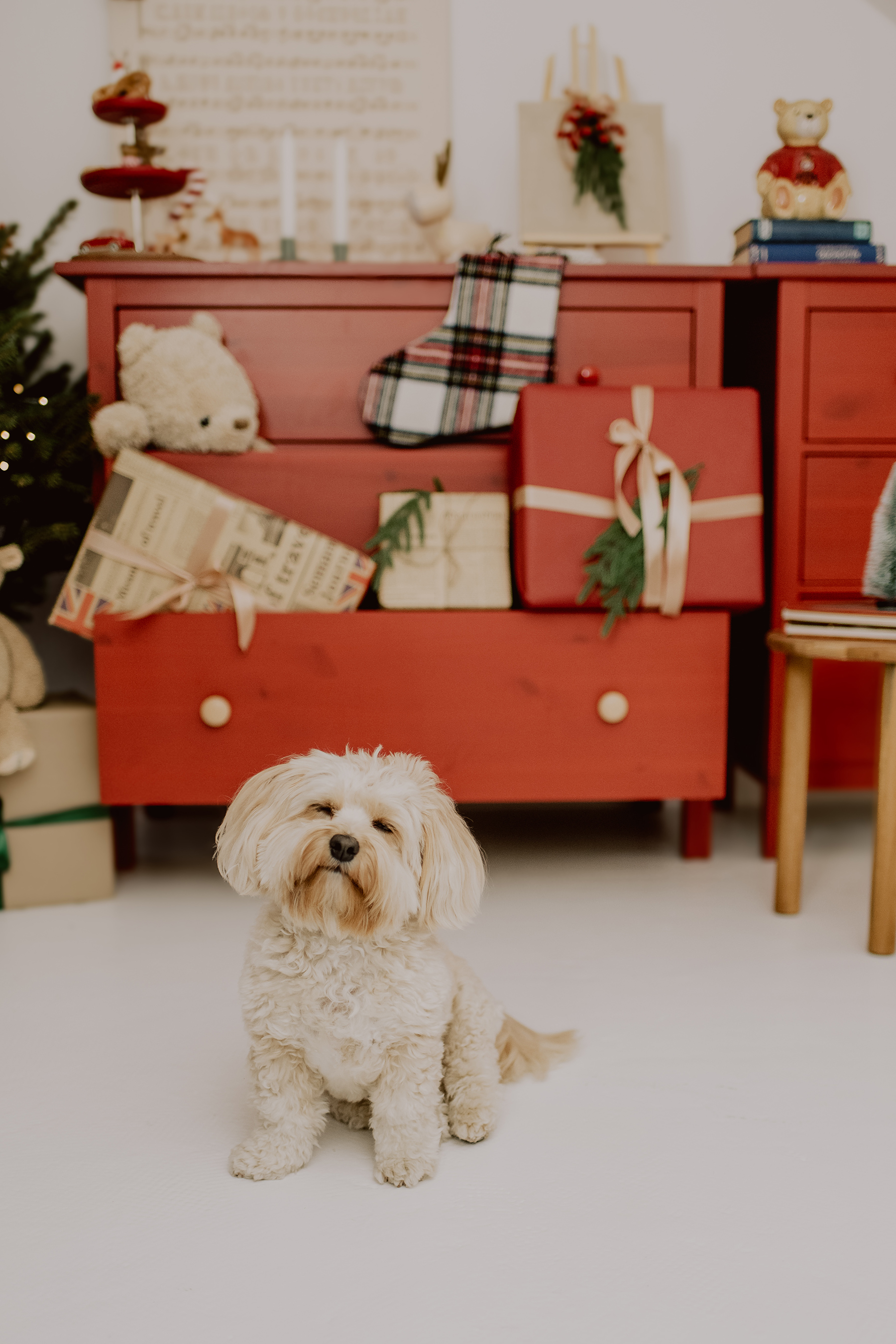 weihnachtsshooting-hund-rote-kommode-teddy-studio-kaiserslautern.jpg